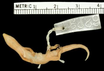 Media type: image;   Herpetology R-6223